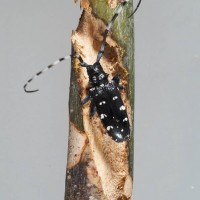 Citrus Longhorn Beetle